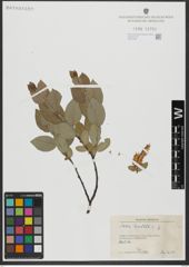 Foto von Salix hastata L.